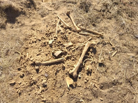 В УМВД Ивановской области выяснили, что за кости нашли рабочие на берегу Уводи