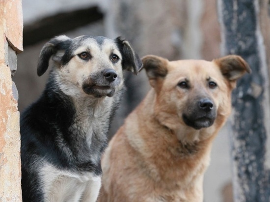 Порядок определения агрессивности бездомных собак установили в Приангарье