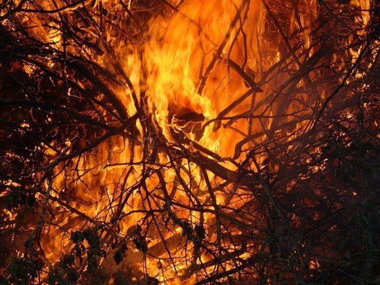 Лесной пожар возле Дарасуна локализовали на площади 40 га