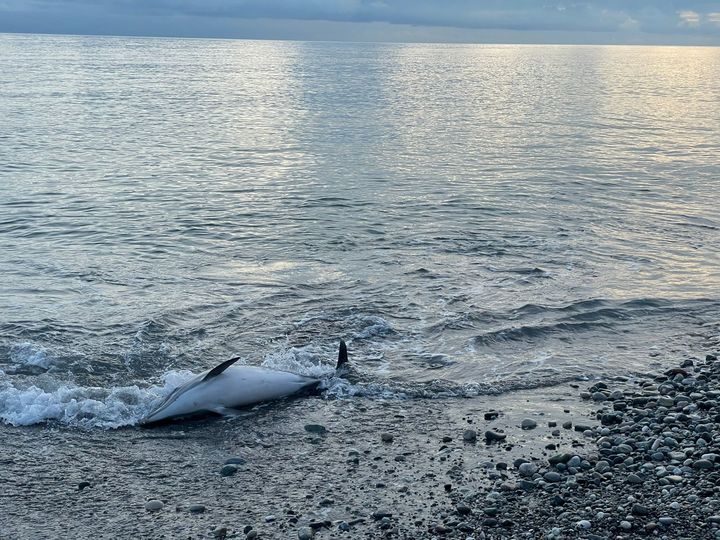 Россиянка описала каникулы в Пицунде: "Утром дельфины сдохли"