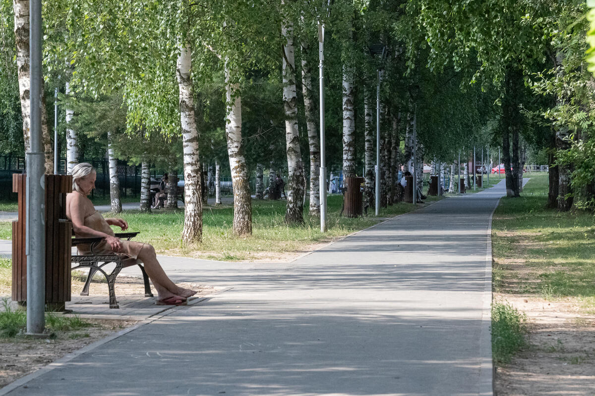 Береза в Пскове
