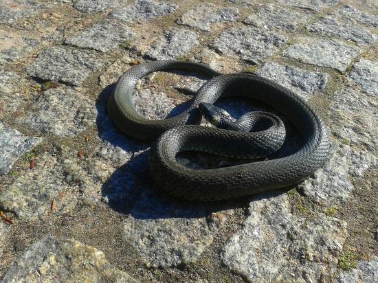 Соцсети: змея переползала дорогу в Кузбассе и напугала жителей