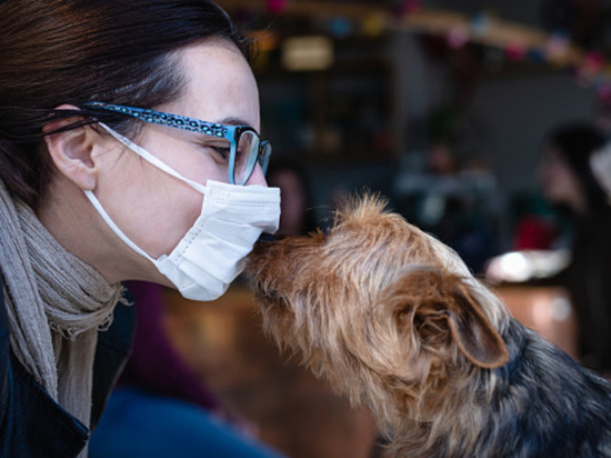 Собаки определяют коронавирус лучше новоиспеченных тестов