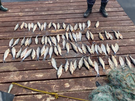 Инспекторы Росрыболовства вытащили километровую сеть браконьеров в Ленобласти