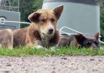Количество бродячих собак в России достигло 735 тысяч, в Москве - ста тысяч
