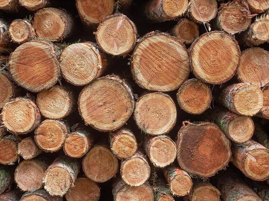 Власти Забайкалья озвучили спецмеры поддержки лесозаготовителей