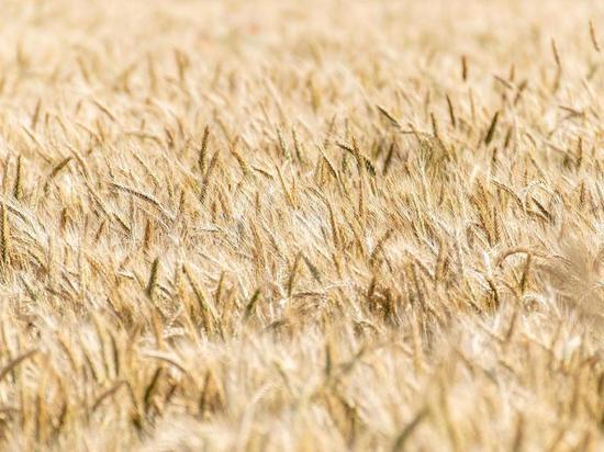 Украина вывозит зерно в Евросоюз, несмотря на угрозу дефицита