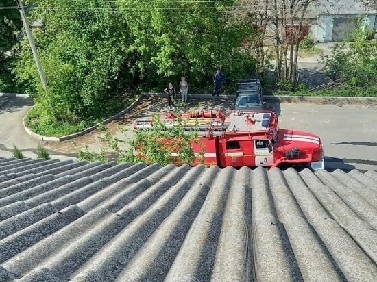 Белгородские пожарные помогли коту, застрявшему на козырьке балкона