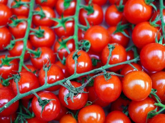 На Южный Урал завезли более 18 тонн томатов с южноамериканской молью