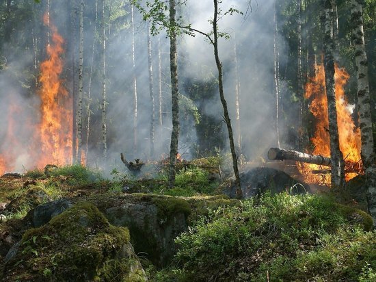 Шесть лесных пожаров потушили в Забайкалье за сутки
