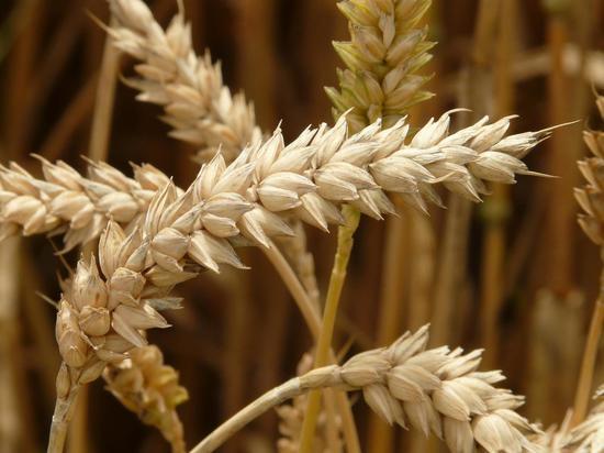 Липецкие зерновые компании надеются на китайский рынок сбыта