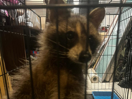 Пока питомец живет у волонтеров и приходит в себя