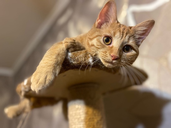 Ветеринар Шеляков рассказал, могут ли кошки лечить людей