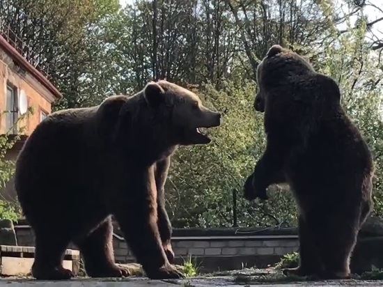 В Калининградском зоопарке показали брачные игры медведей