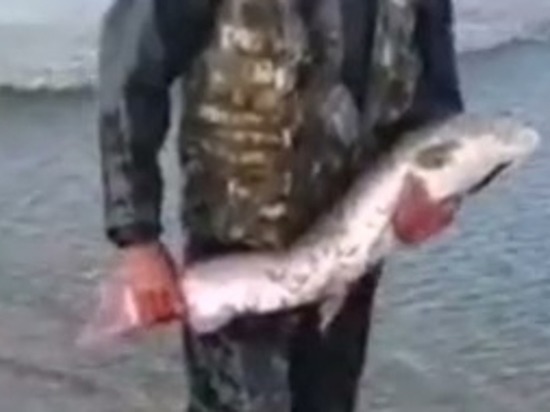 Краснокнижная рыба едва не погибла из-за фотосессии на Сахалине