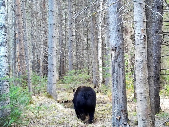 Фотоловушка запечатлела купающегося медведя в нацпарке «Красноярские Столбы»
