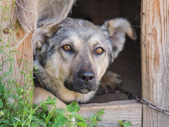 В Омской области мужчина убил соседскую собаку из-за громкого лая