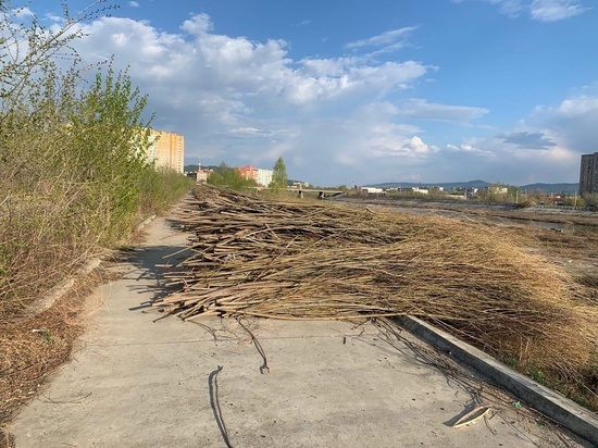 Срубленные ветки ивы мешают гулять по набережной в Чите
