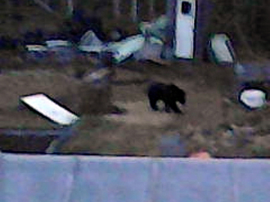 Медведь устроил прогулку по дачным участкам Карелии
