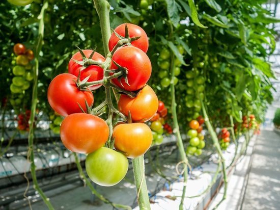 В Липецкой области растет производство тепличных овощей