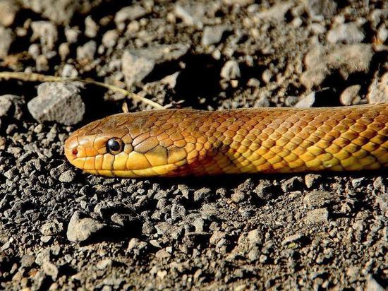Житель Кузбасса обнаружил на своем участке змею