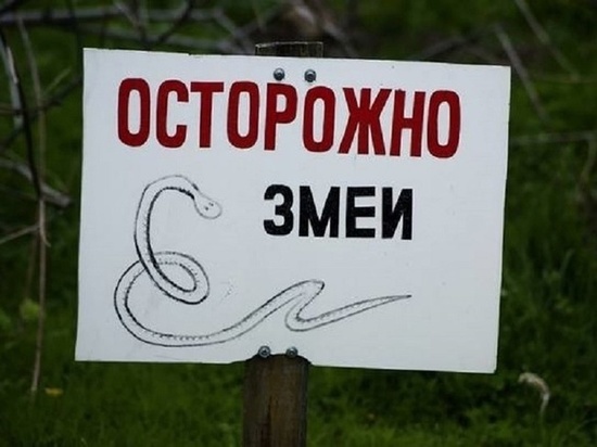 В Новосибирской области фиксируют нашествие змей