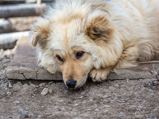 Кемеровчанин пожаловался на жителей, которые подкармливают бездомных собак