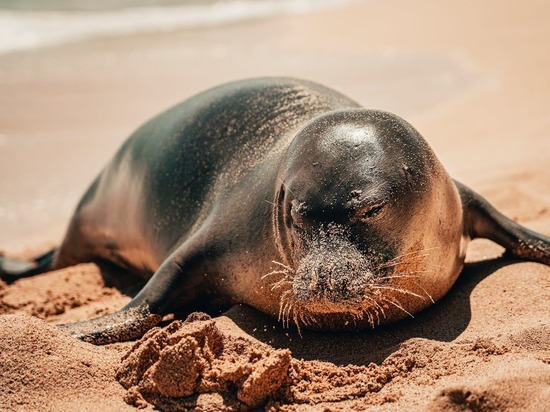 На берегу моря в Дагестане обнаружили мёртвых тюленей