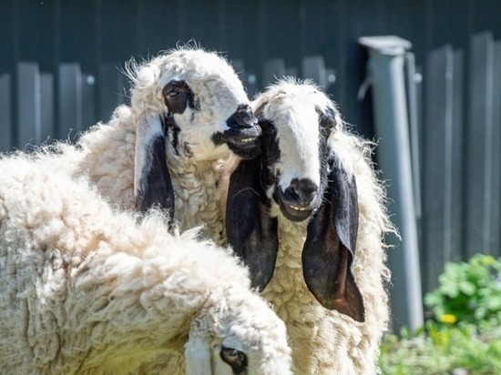 В зоопарке Ростова появились овцы лойской породы