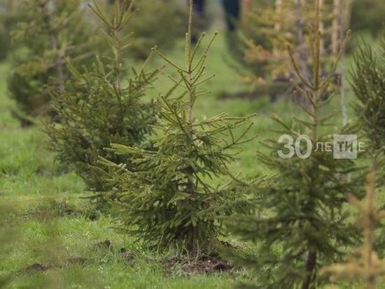 Минлесхоз Татарстана отчитался о восстановлении леса на площади 1,5 тысяч га