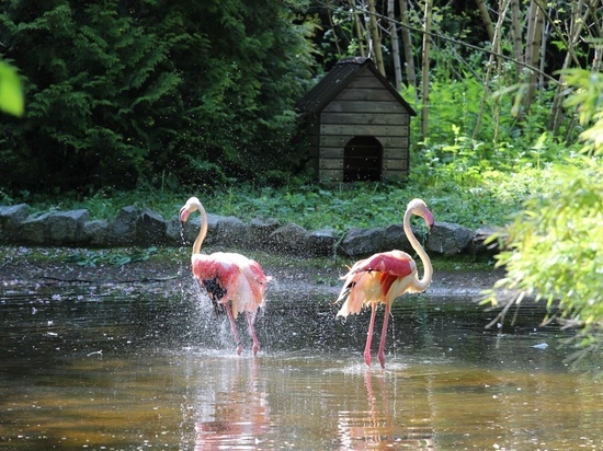 В Калининградском зоопарке фламинго «почистили перышки» и выпустили на пруд