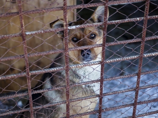 Мэрия Комсомольска-на-Амуре принимает заявки на отлов бездомных животных