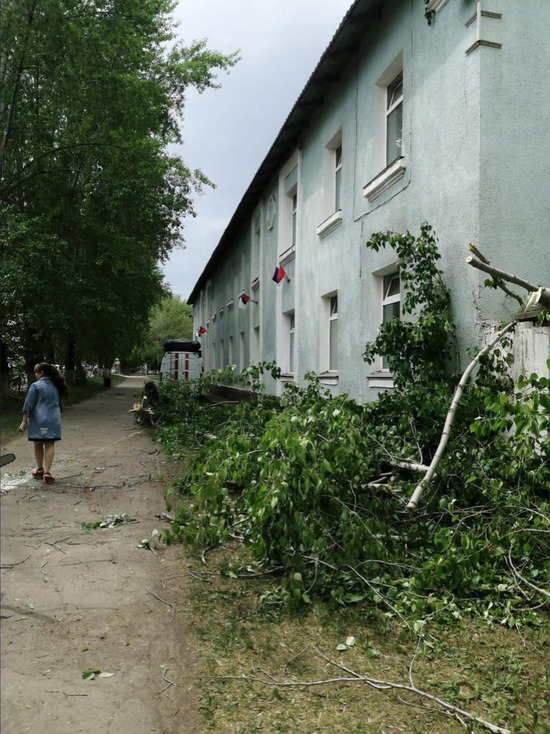Возле общежития в кузбасском городе повалило дерево