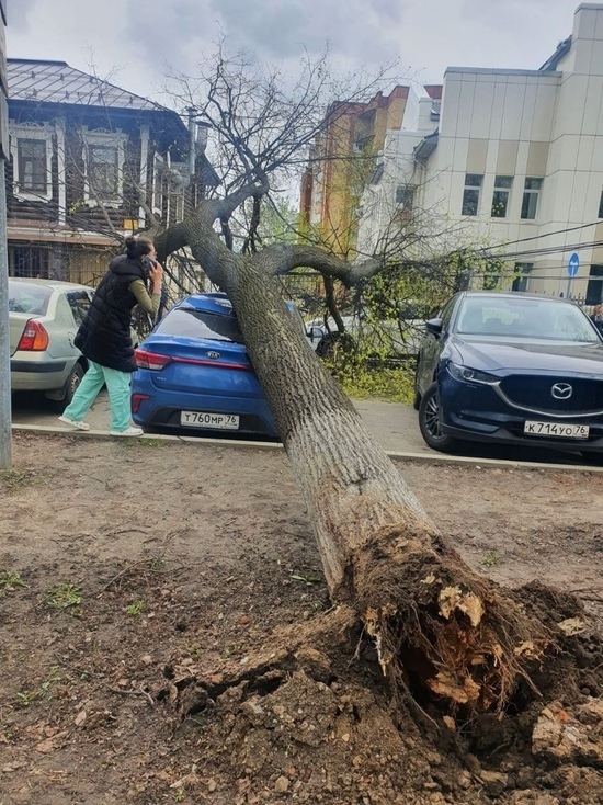 Градозащитники предсказывают, что в центре Ярославля начнется падение деревьев