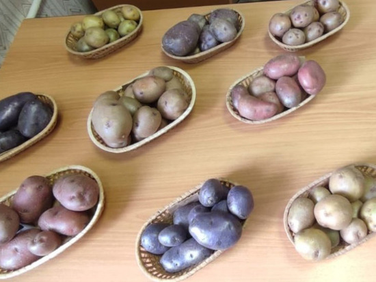 6 новых сортов картошки вывели удмуртские селекционеры