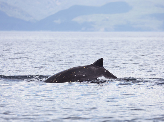 Российские ученые открыли новый вид китов на Курилах
