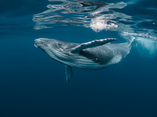 Около Курильских островов нашли новый вид китов