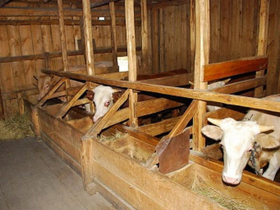 В Саратовской области произвели более 40 тысяч тонн молока