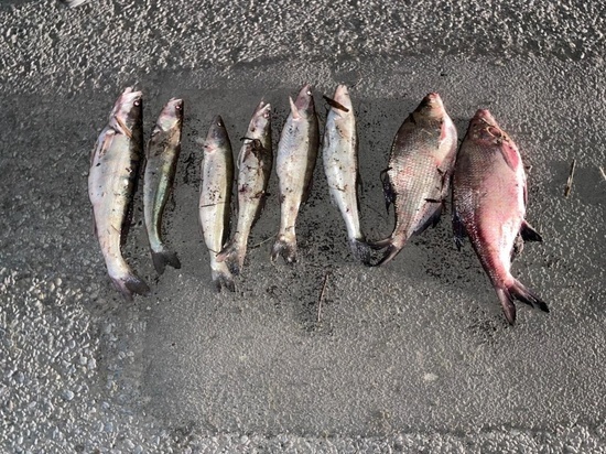 В Ростовской области задержали браконьера, ловившего рыбу нелегальным способом