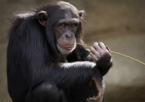 Ситуация со странной оспой обезьян, выявленной в Европе, вызывает все больше опасений