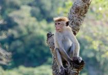 За последние сутки, по сообщениям органов здравоохранения и СМИ, в США, Канаде, Австралии, Испании, Португалии и Великобритании были зафиксированы несколько случаев заболевания людей обезьяньей оспой