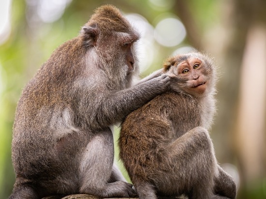 Вакцинируют только медработников