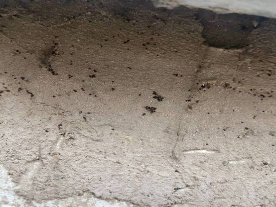 Жители Сахалина четыре года жили бок о бок с жуками