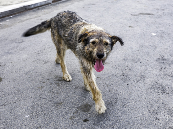 В Чебаркуле бродячая собака напала на 14-летнюю девочку