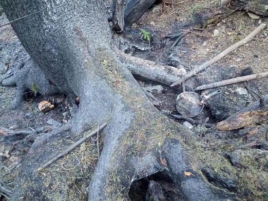 Подозрительная сковородка была найдена на месте лесного пожара в тайге