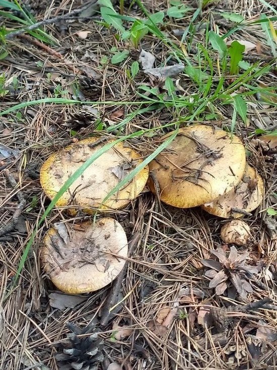 Жительница Приморья похвастала уражаем грибов
