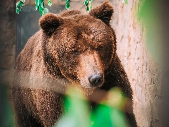 Медведь, живший в вольере на трассе М-5, переехал в челябинский зоопарк