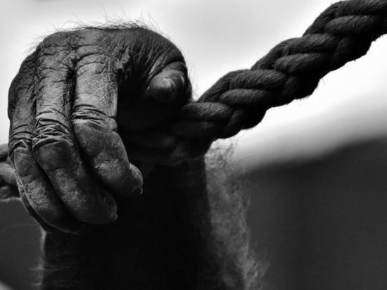Заражение оспой обезьян зарегистрировали в Швейцарии