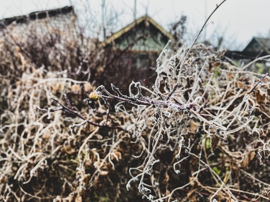Жителей Тверской области предупредили о заморозках