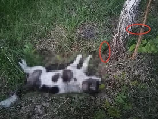 В лесу под Рязанью привязанная к дереву собака умерла от голода